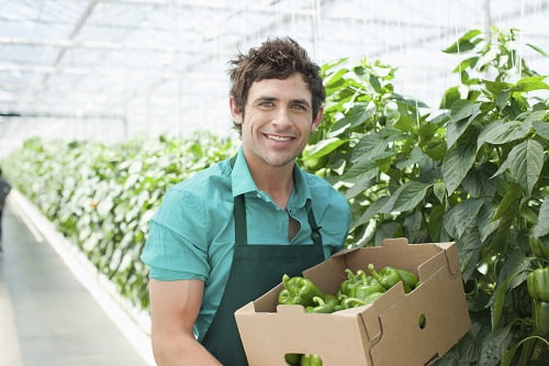 Man picking produce in greenhouse